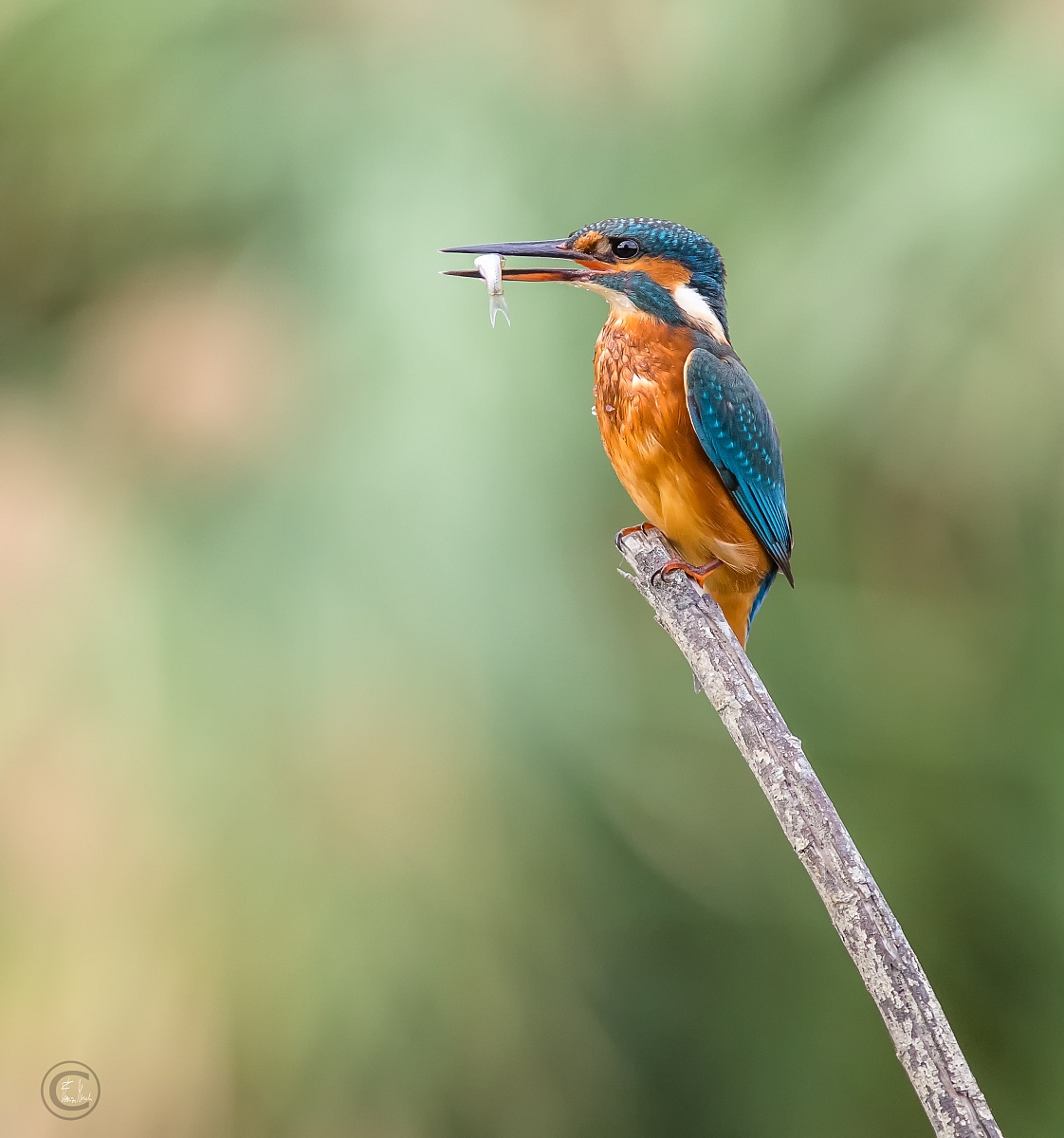 Kingfisher