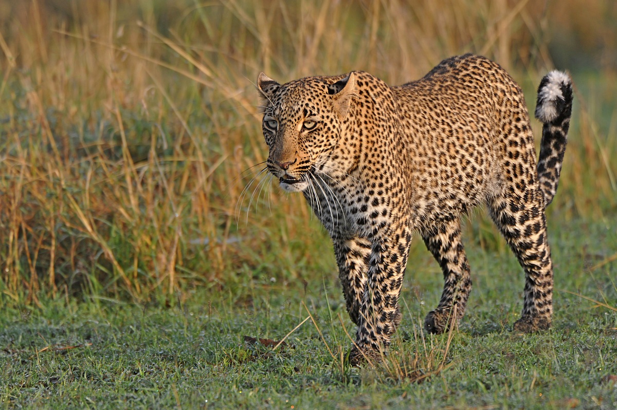 The strength, beauty and elegance