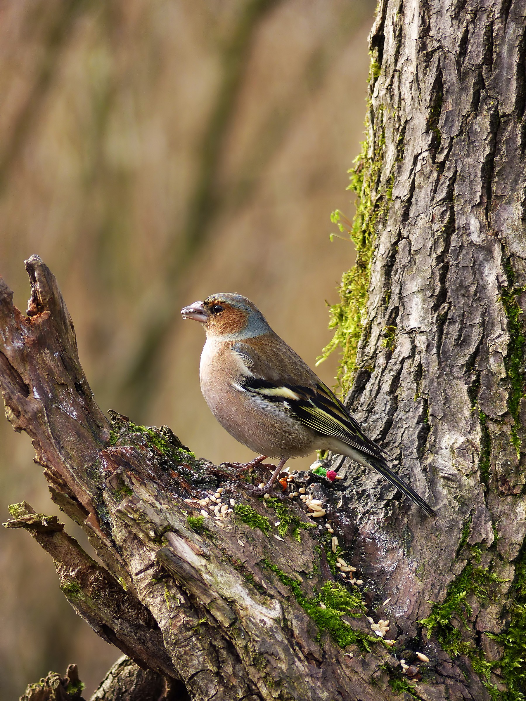 Fringuello alle Foppe di Trezzo