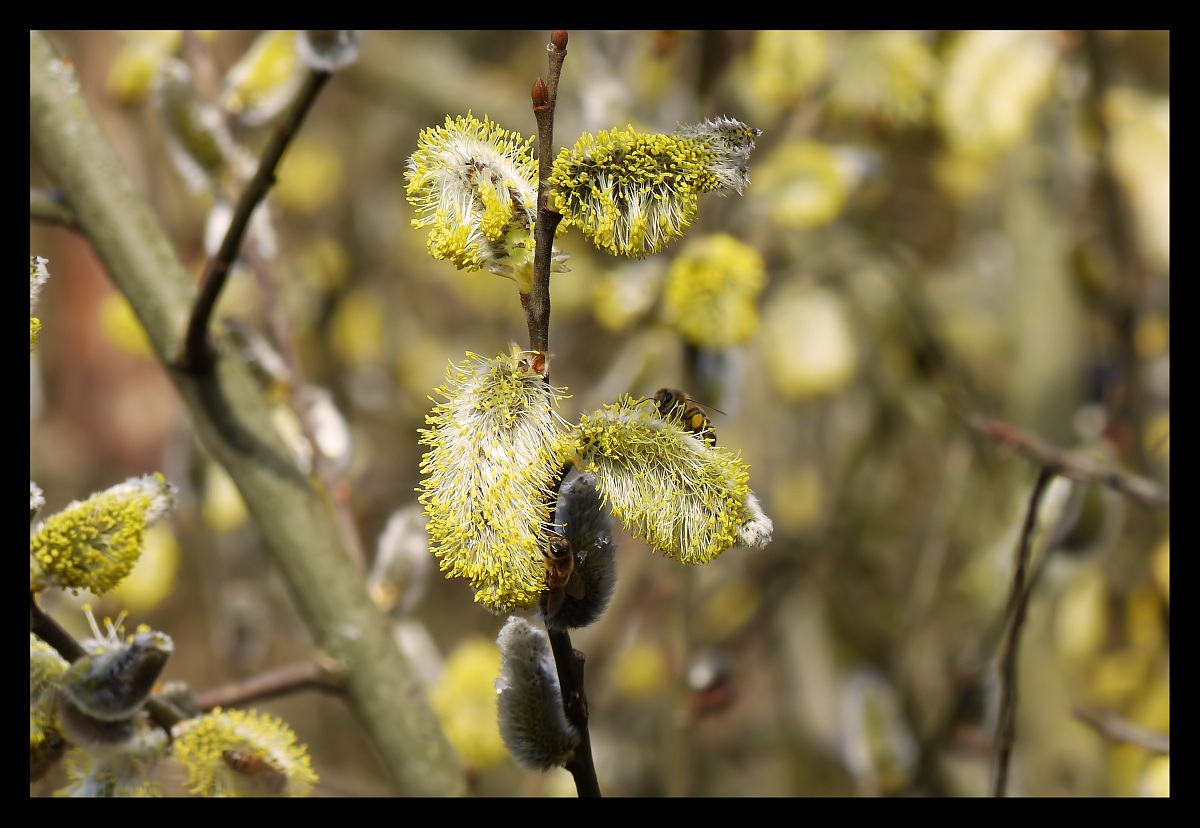 Macro alle Foppe di Trezzo