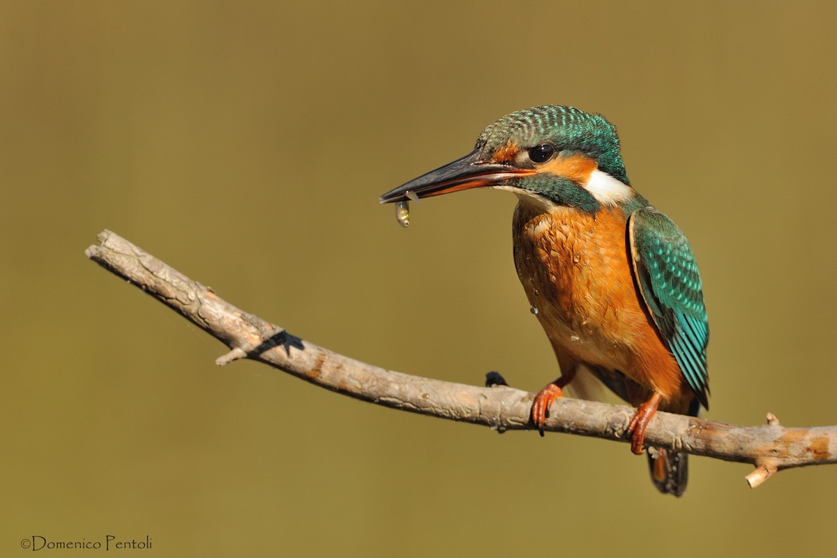 Martino con pesciolino
