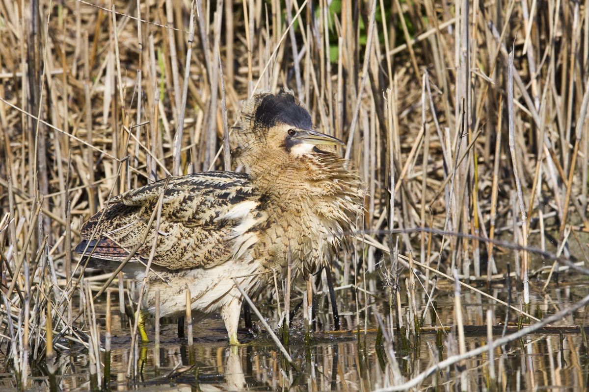 Bittern pretty pissed