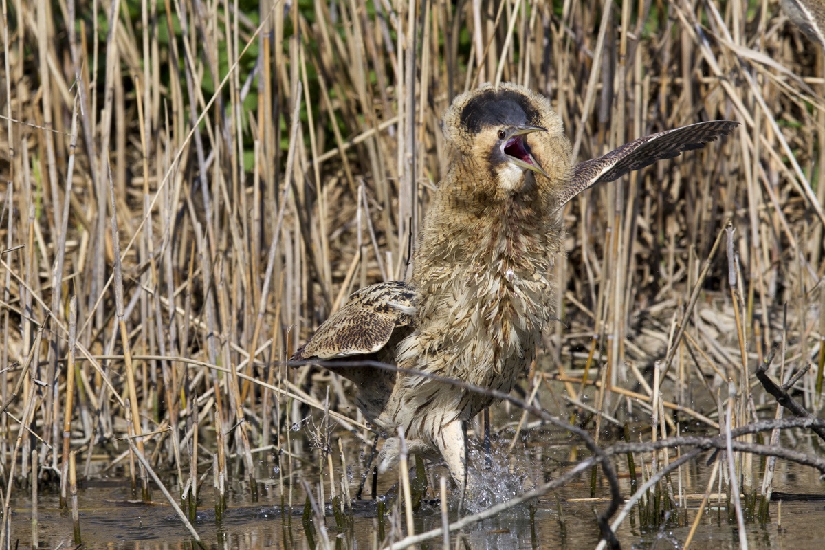 La danza del tarabuso