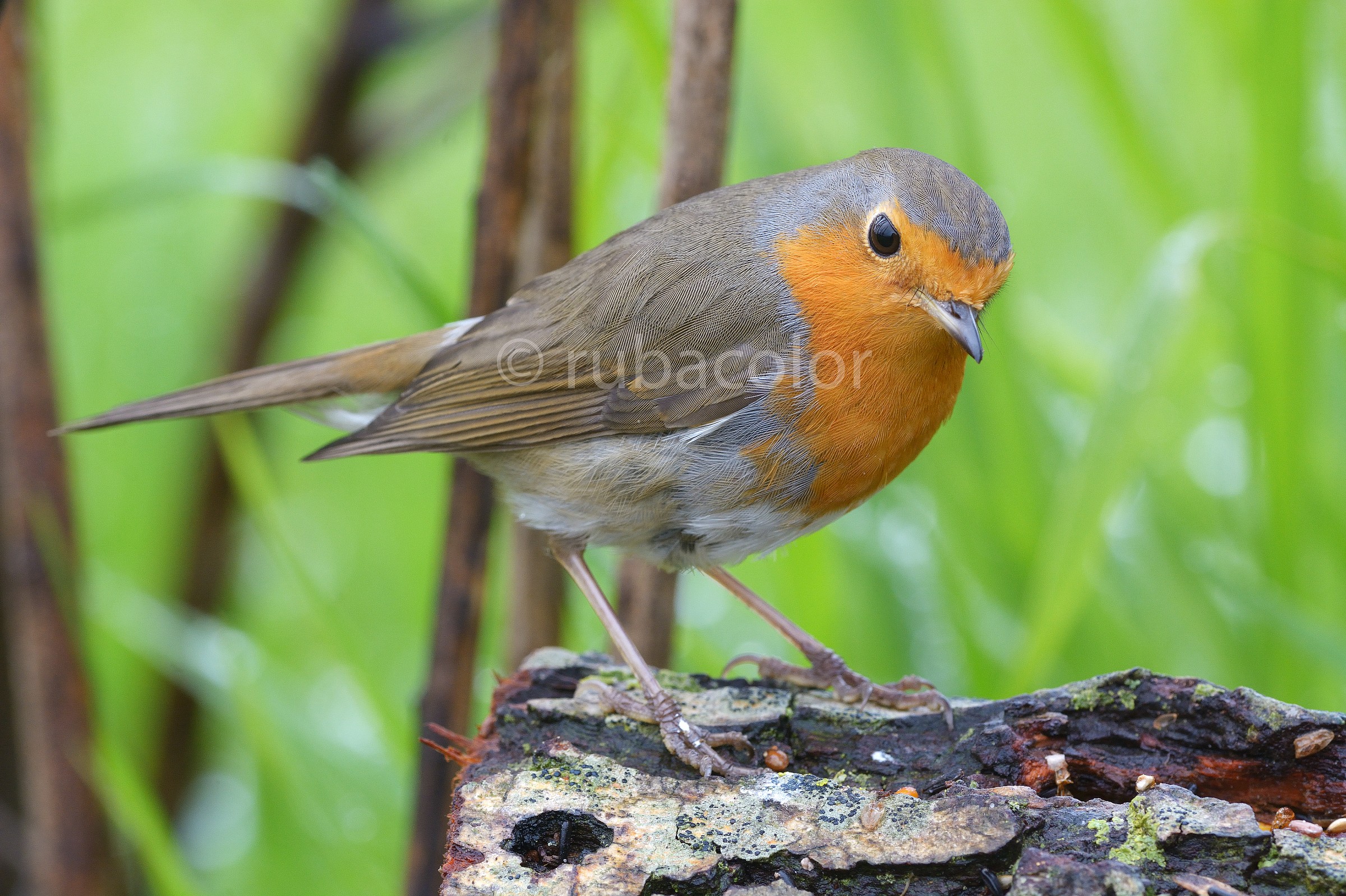 Pettirossite!! tutto il resto è noia