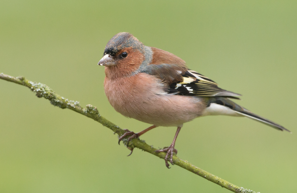 another chaffinch