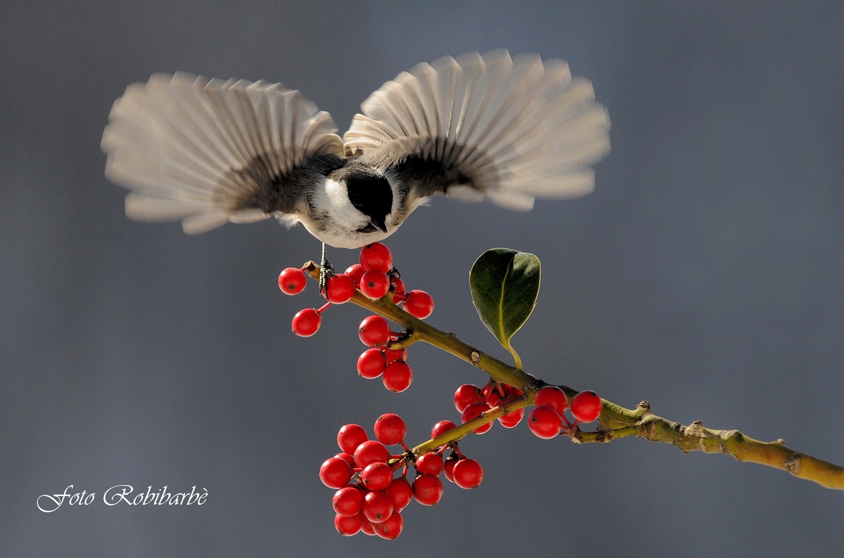 A Bigia flickering ....