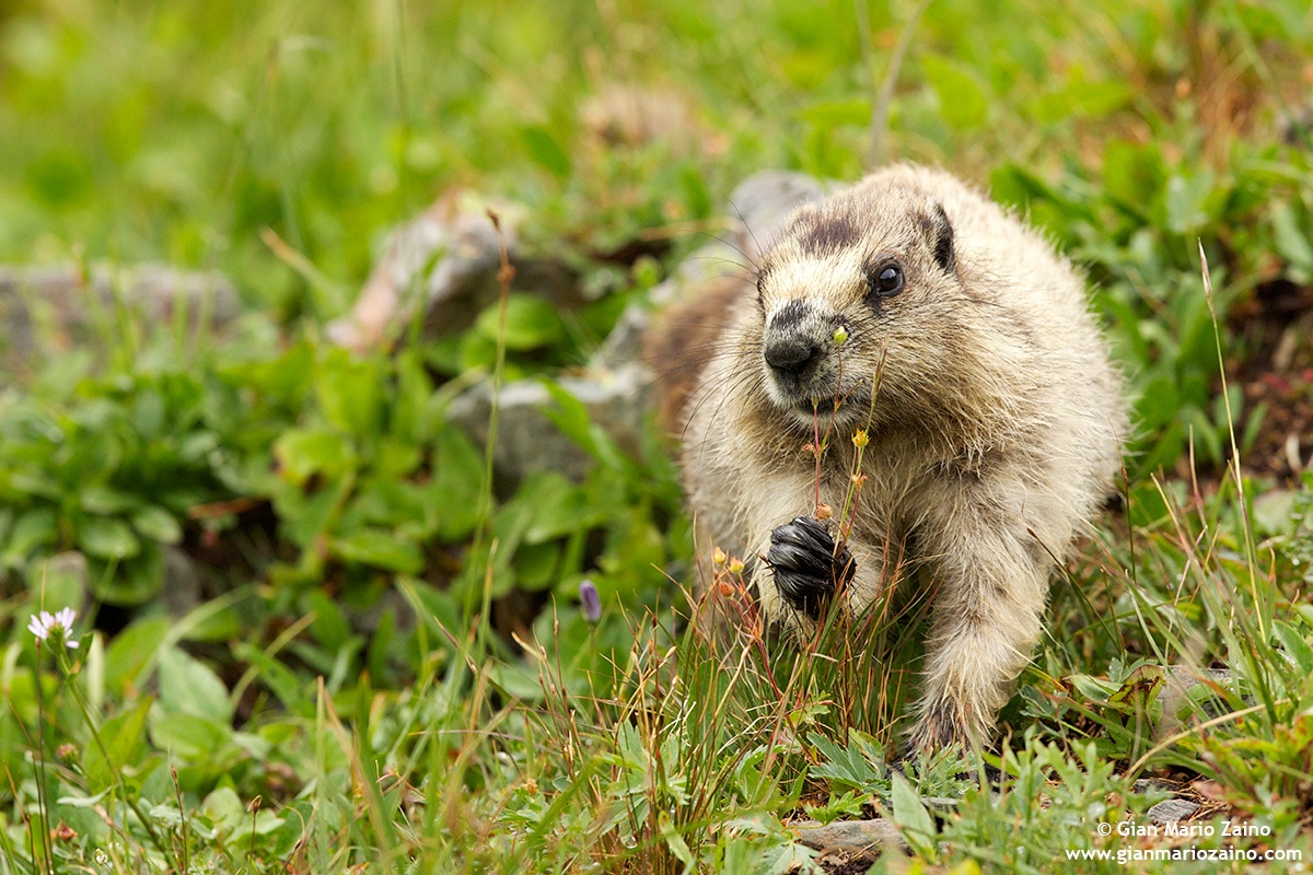 Marmota caligata / Marmotta delle nevi