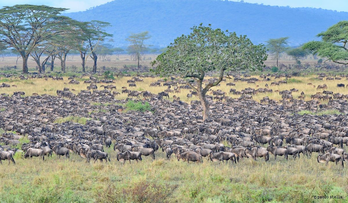 in the plains of the Serengeti