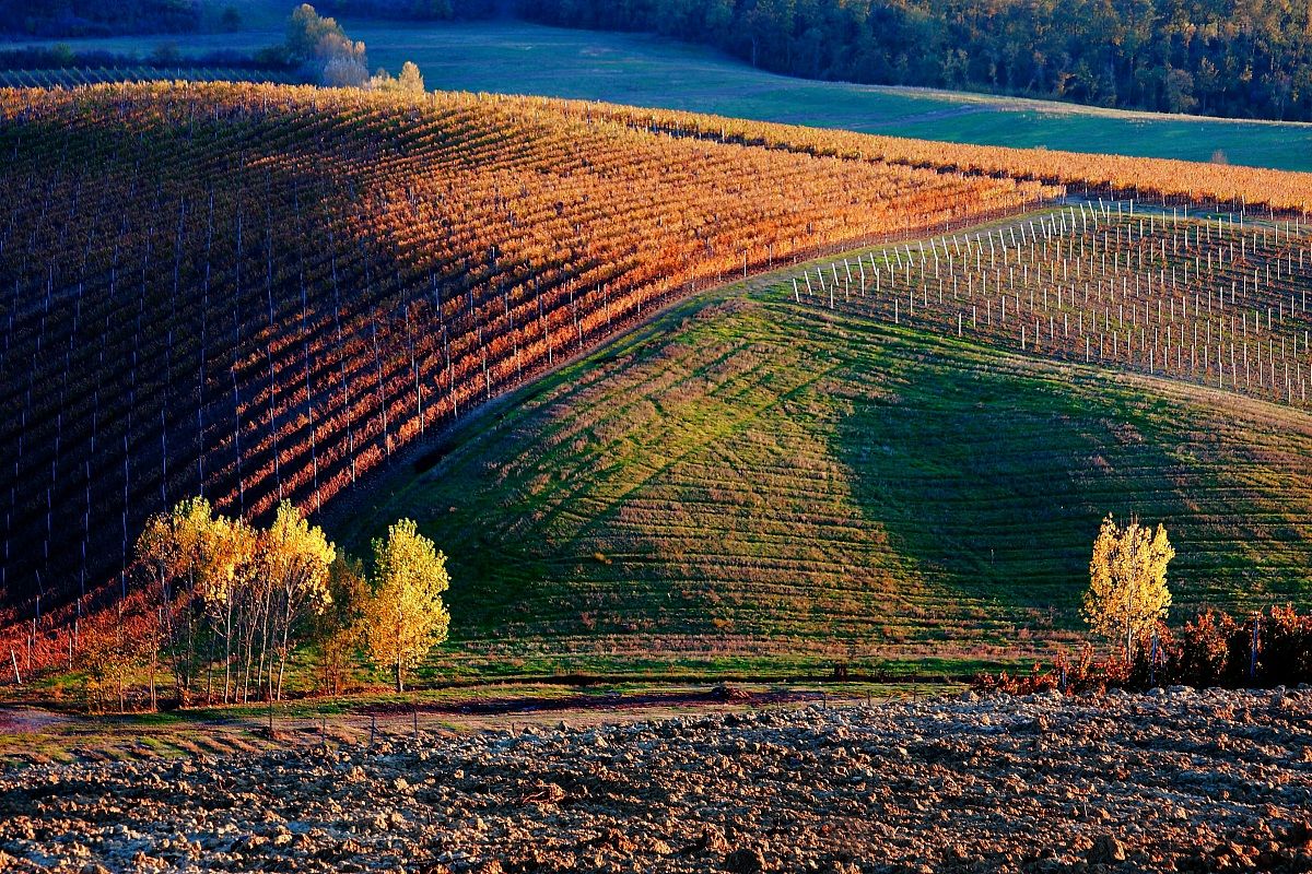 Geometria e bellezza