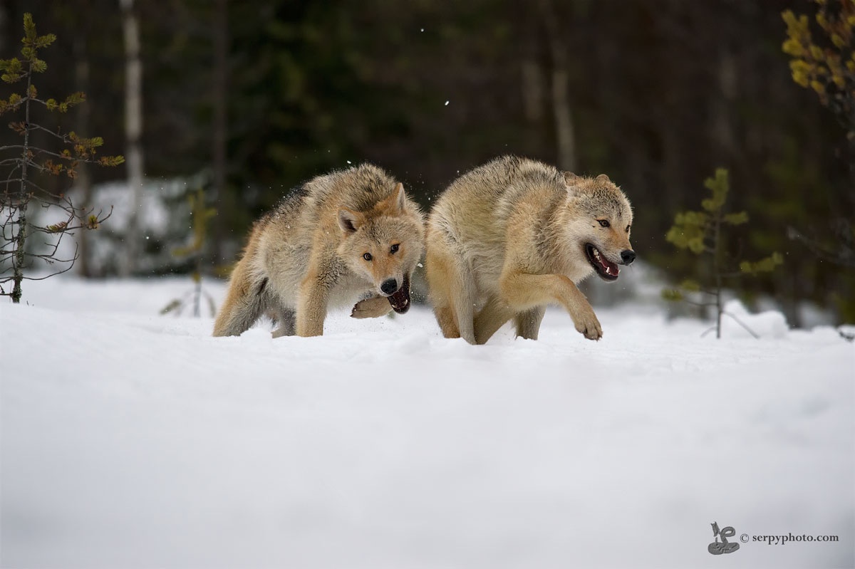 Wolves on the run