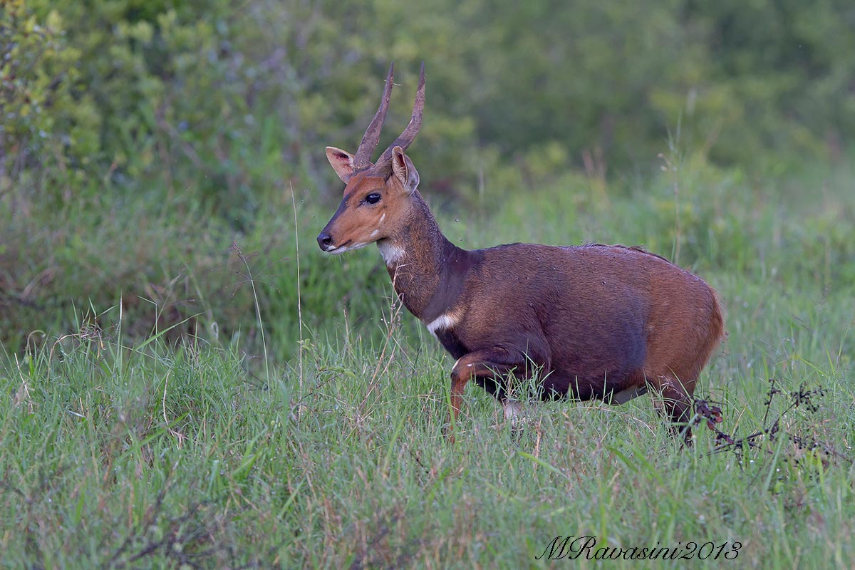 Bushbuck Tragelaphus scriptus male