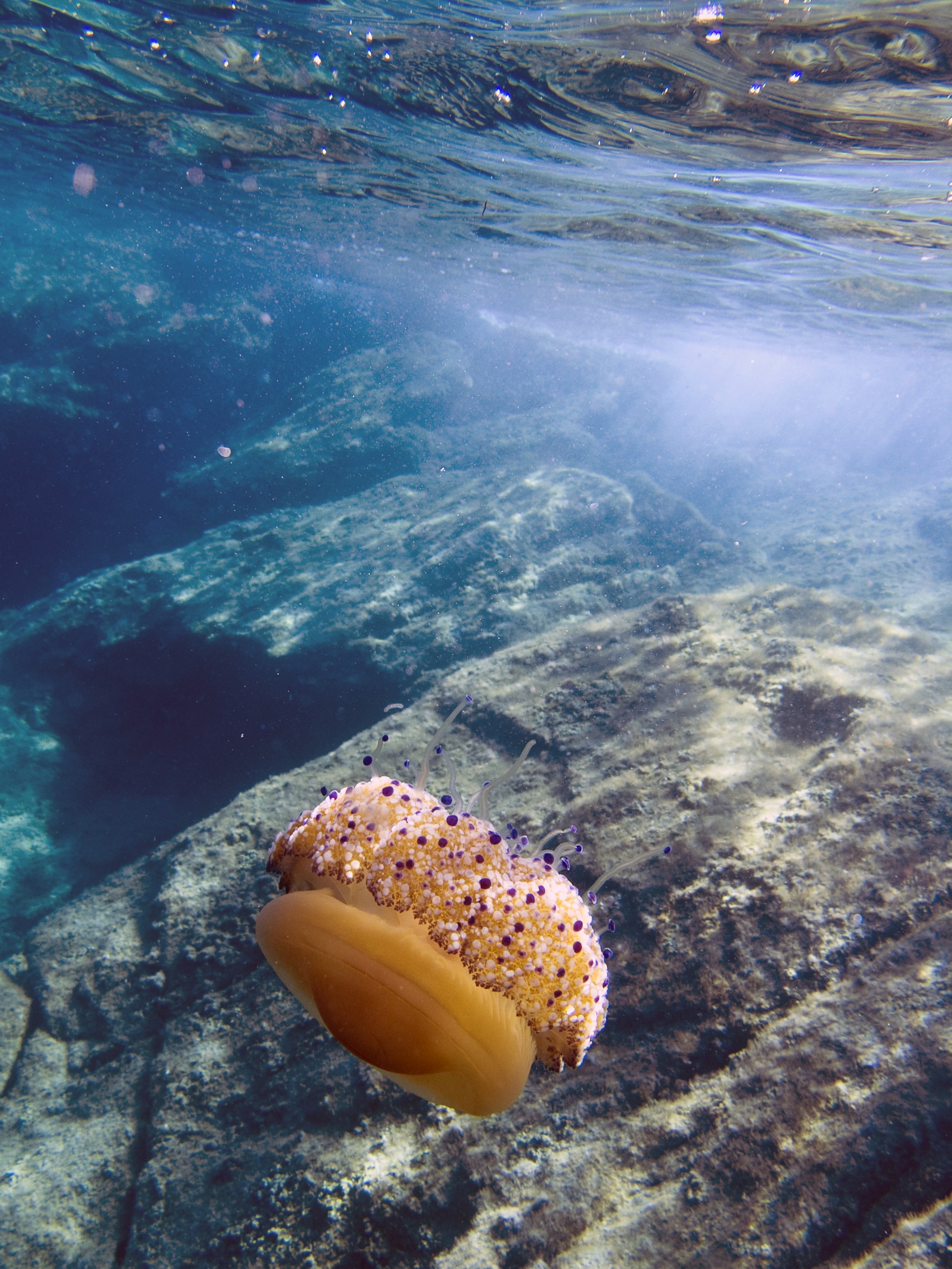 Fried egg jellyfish (Cothyloriza tuberculate), Lily