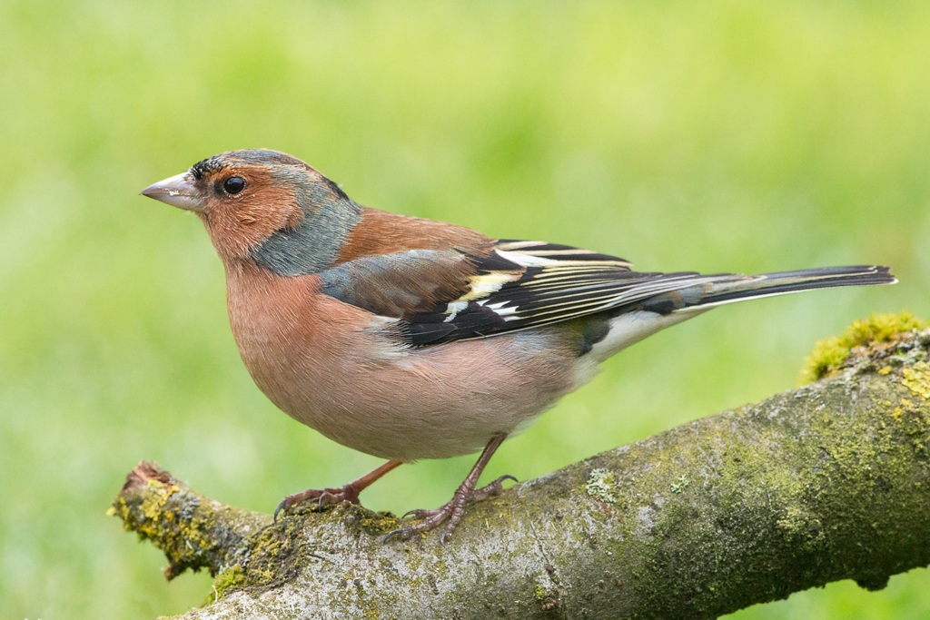 chaffinch