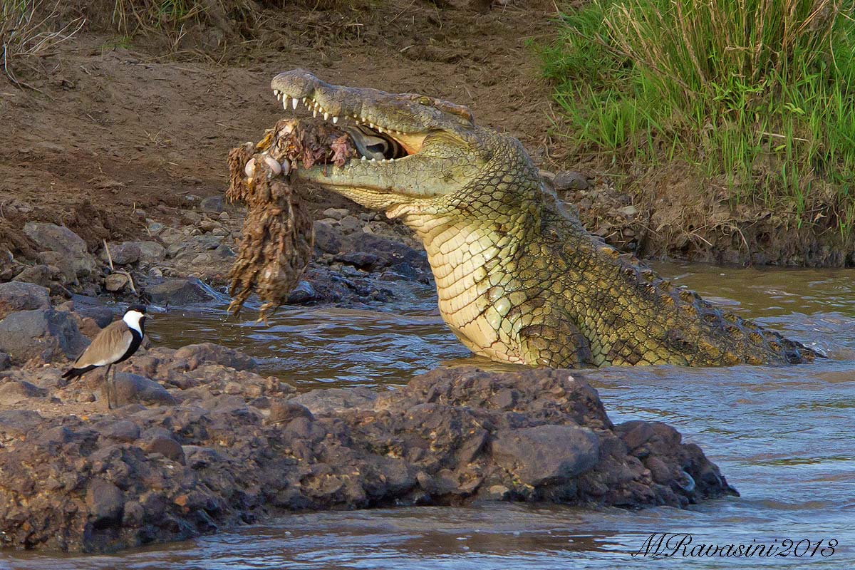 Si erge il gigante...