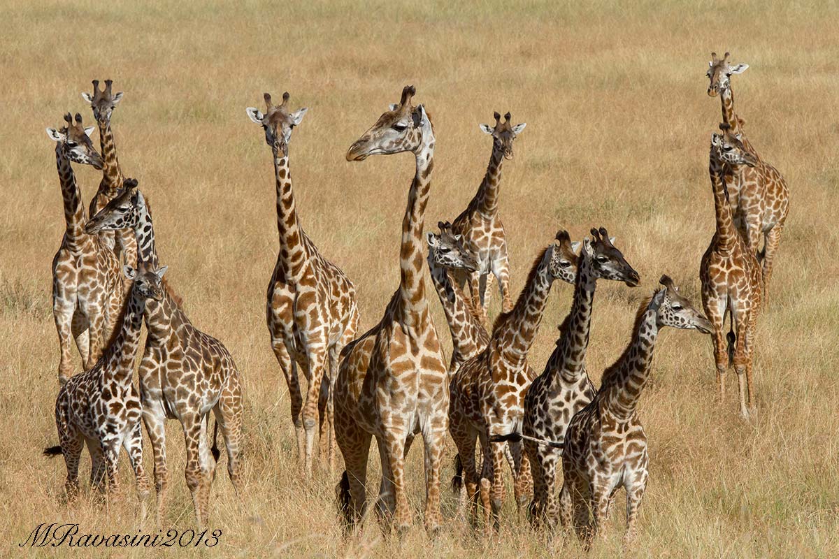 Giraffe masai
