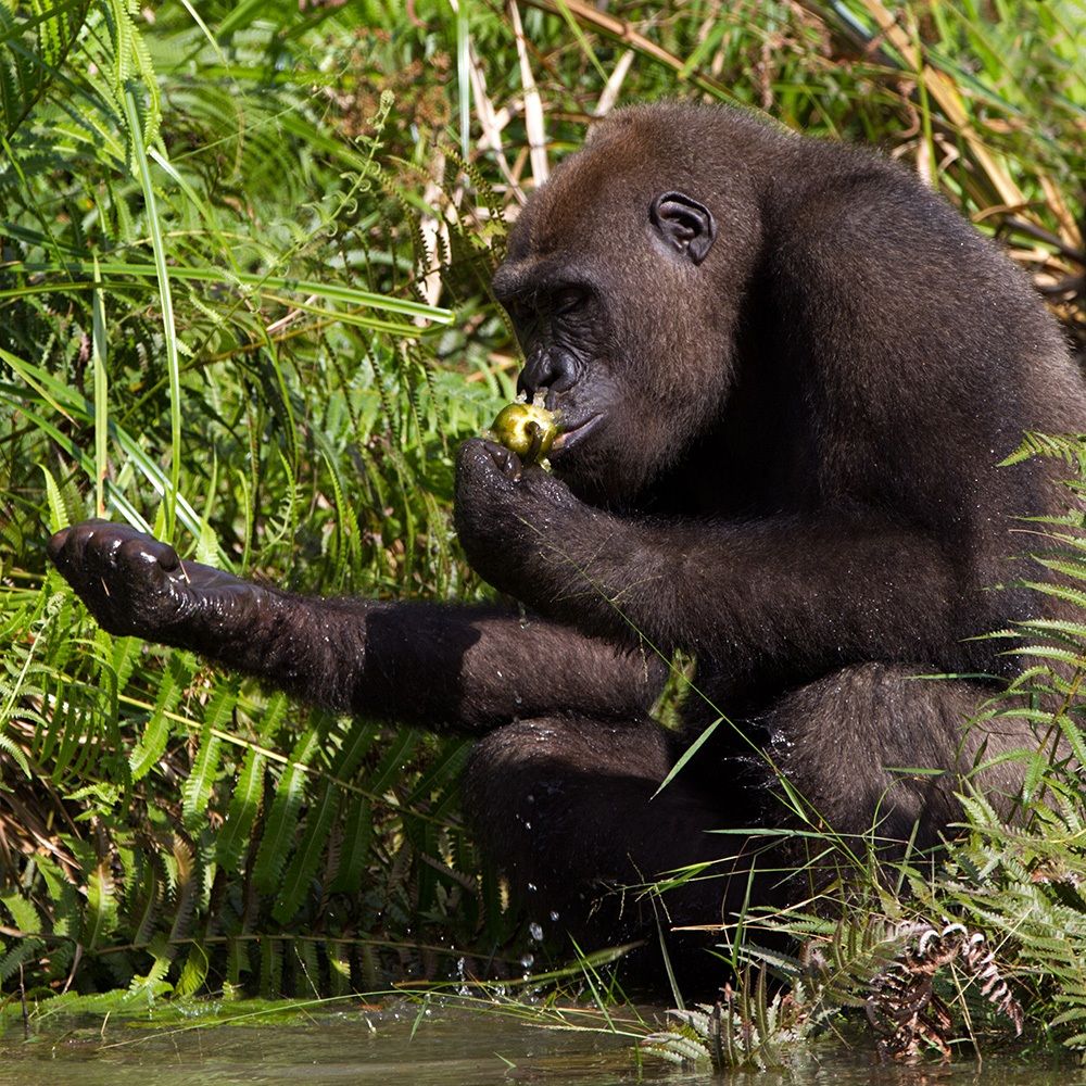 The Gorilla and the beauty, the beauty of the Gorilla