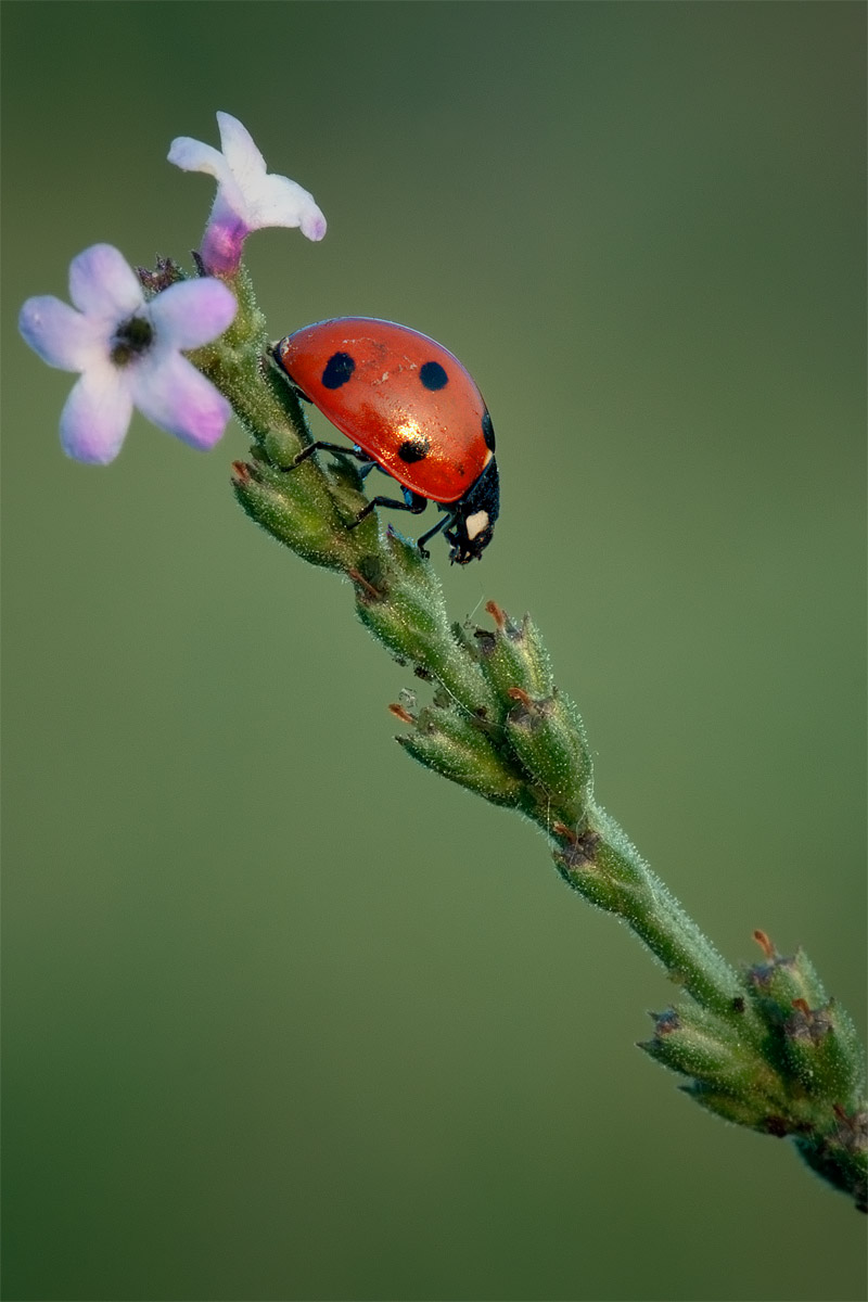 Ladybug