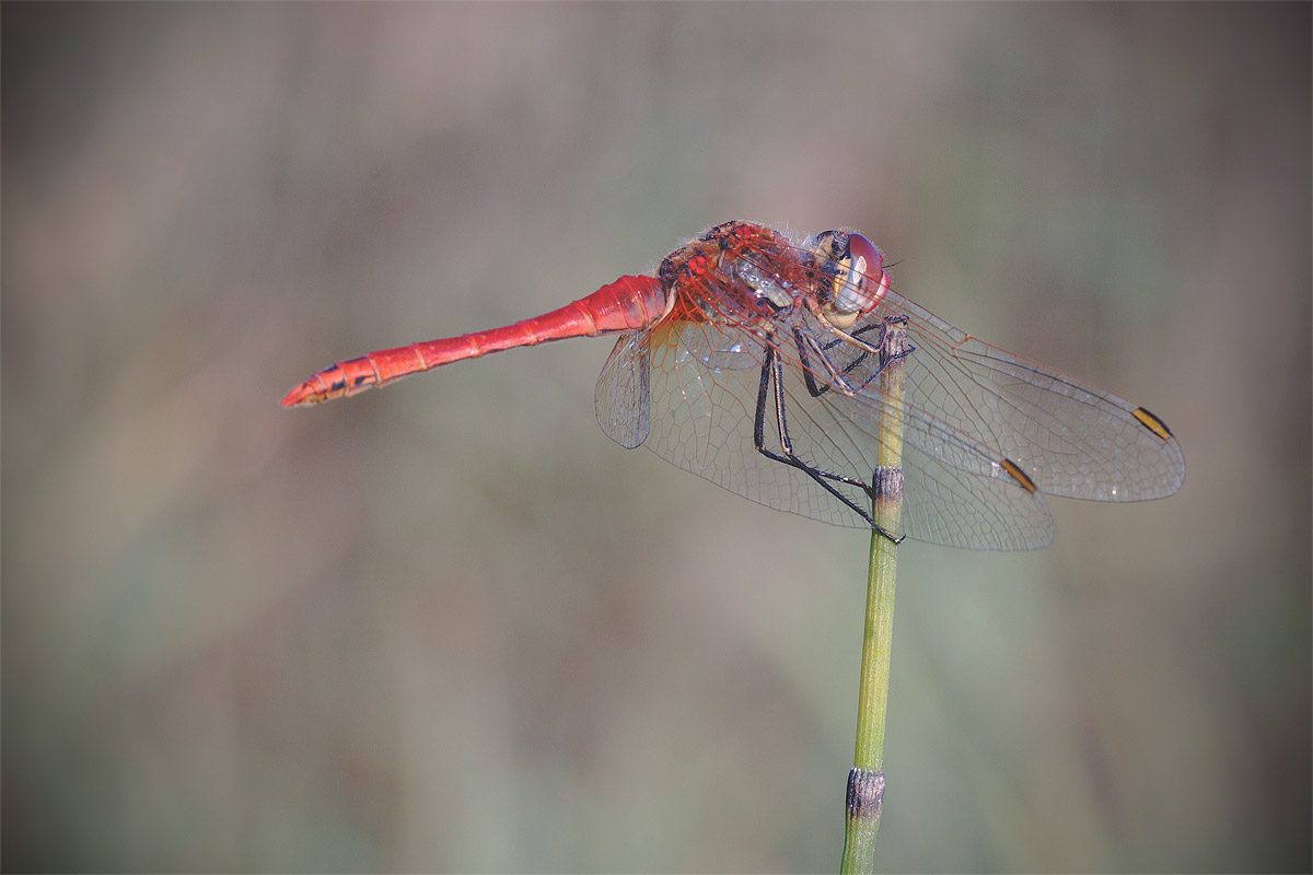 Dragonfly