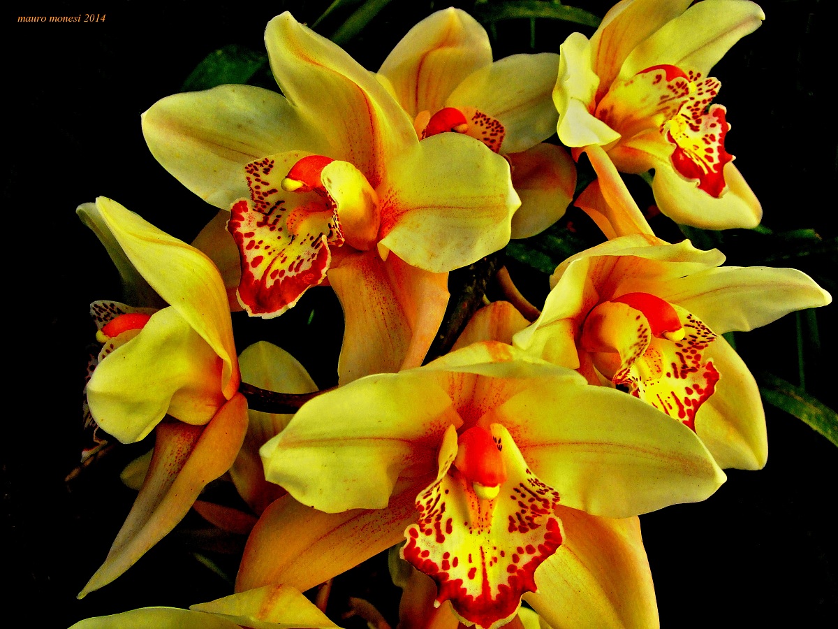 La regina del giardino