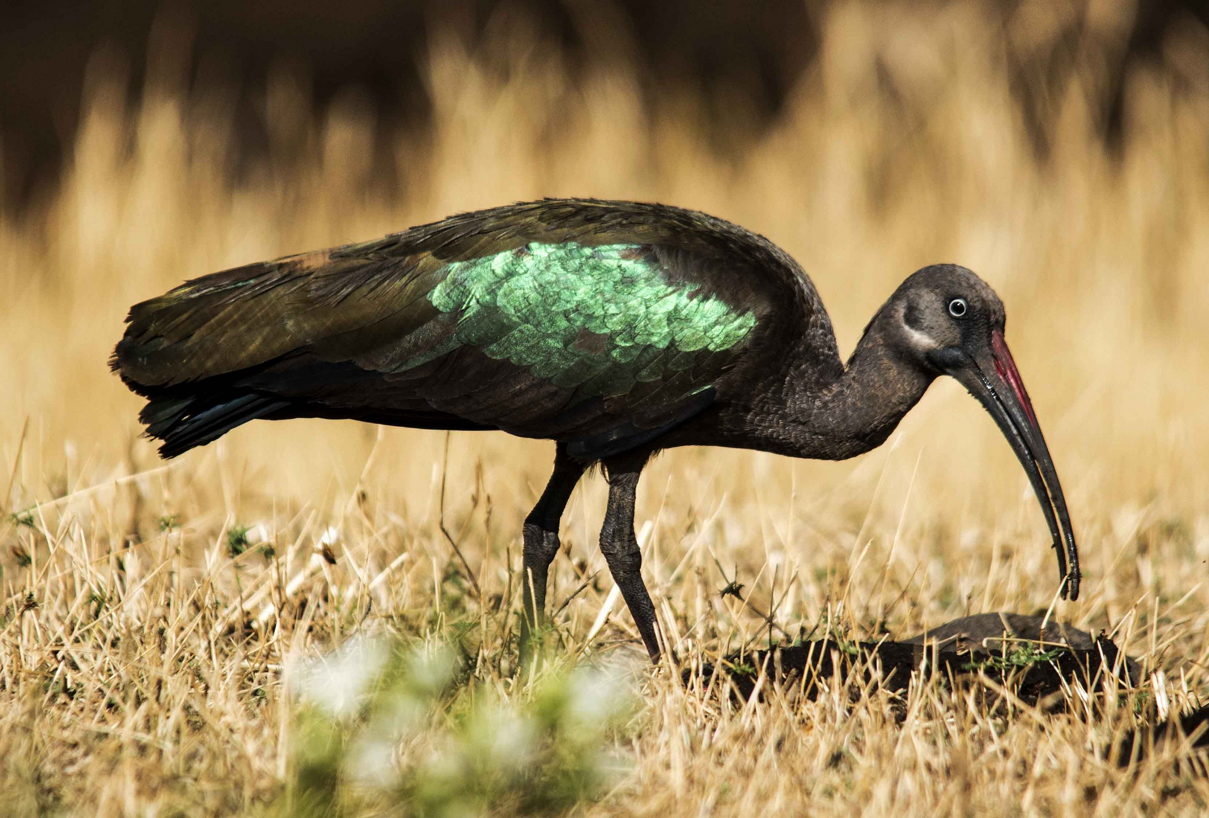 Ibis hadada - Bostrychia hagedash
