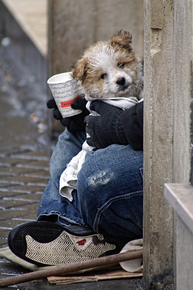 Il cane e il choclard