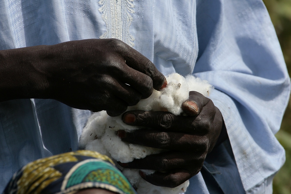l'oro bianco del Camerun