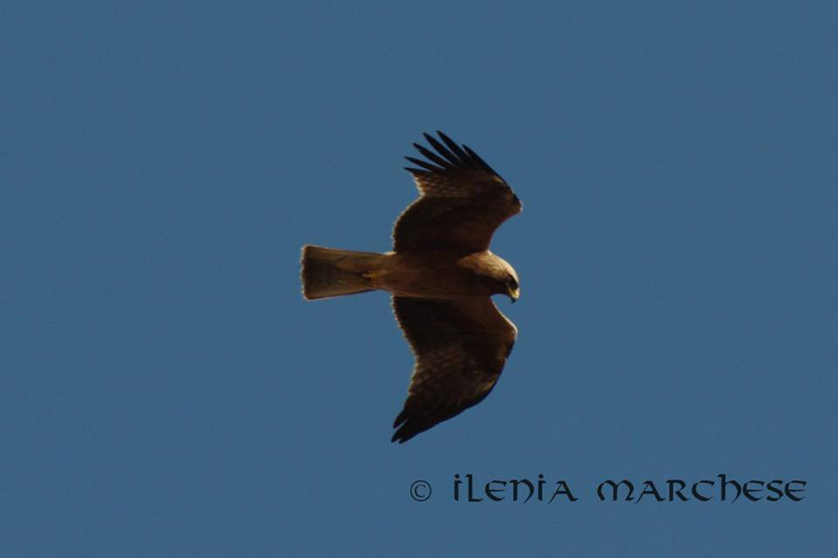 Aquila Minore forma scura