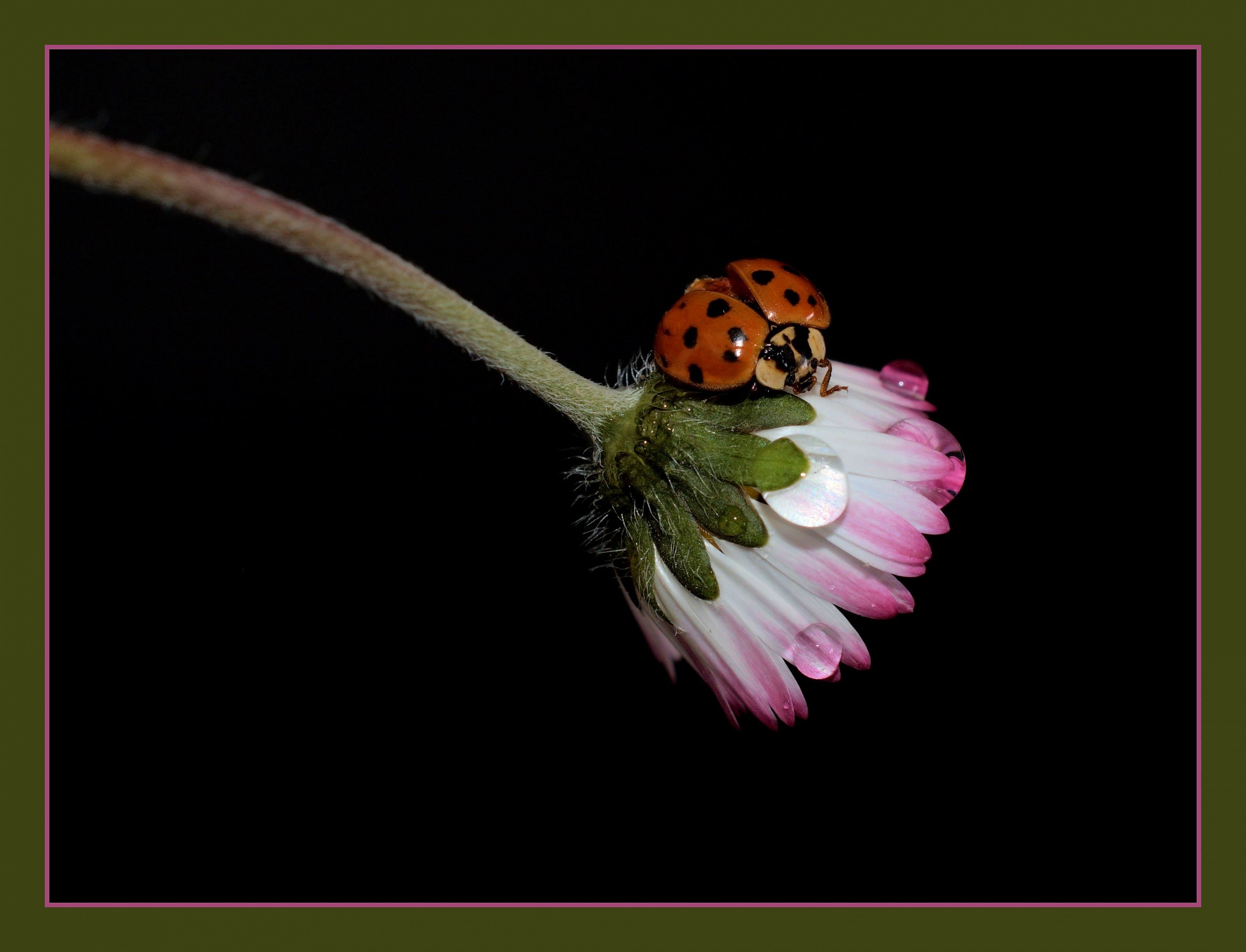 Coccinella
