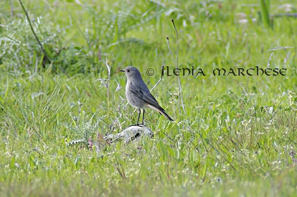 Codirosso Spazzacamino