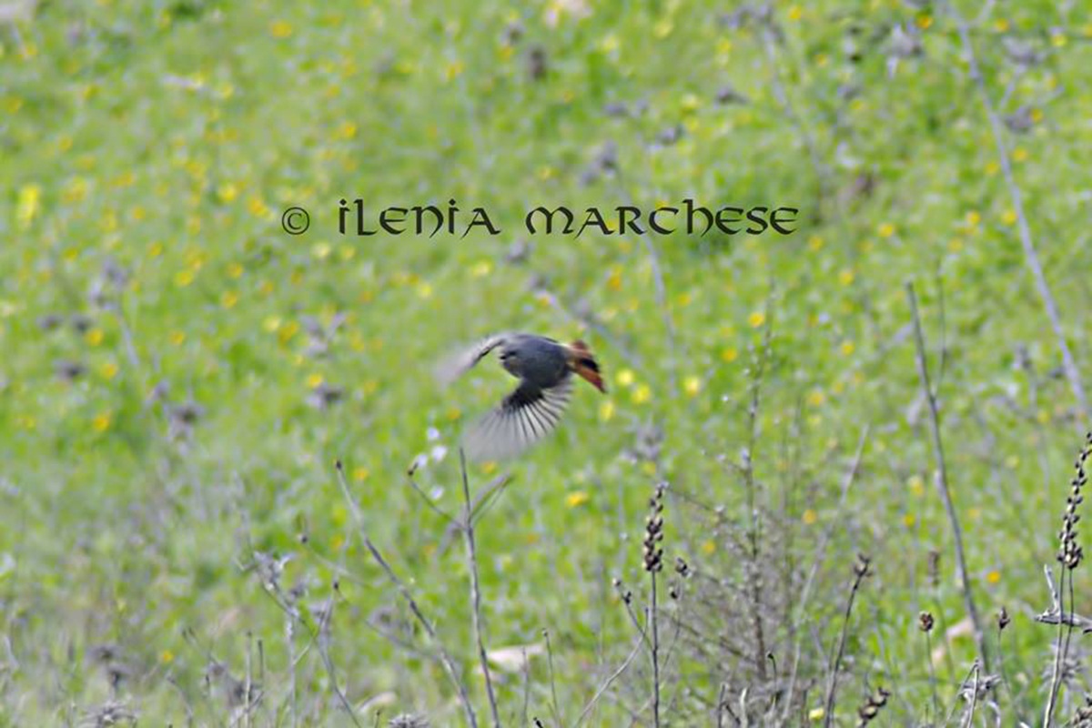 Sweeps Redstart in flight