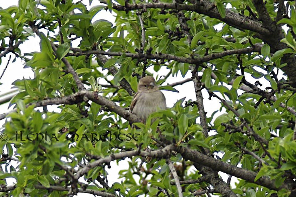 Female House Sparrow Sarda