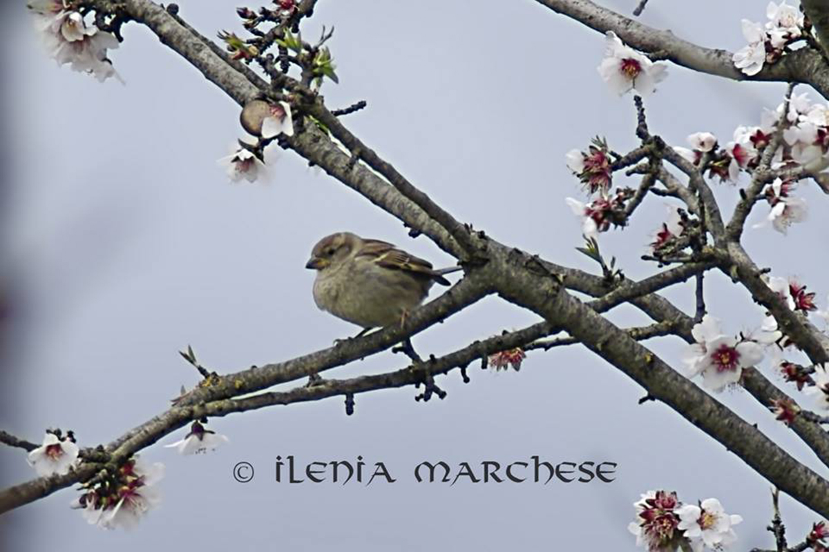 Female House Sparrow Sarda