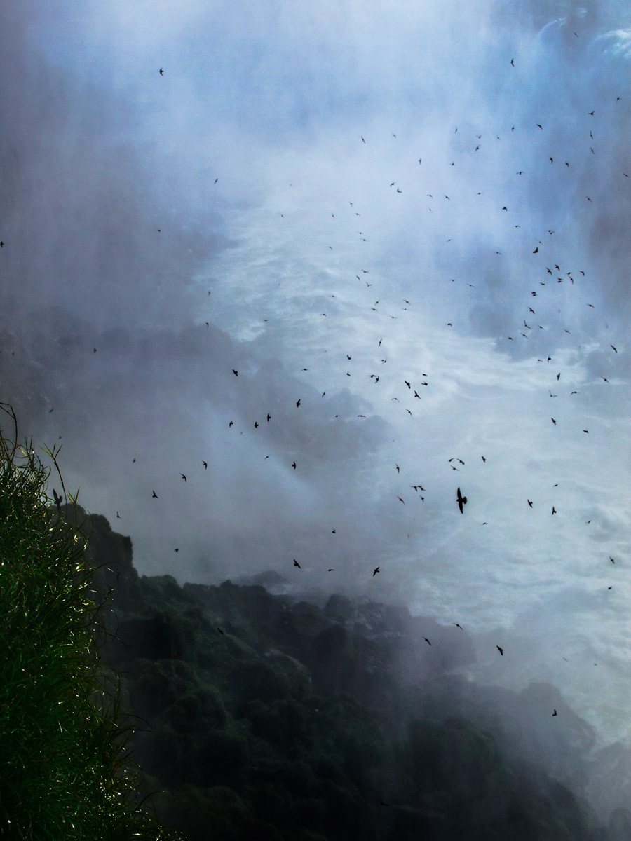 Swifts among the vapors of the falls.