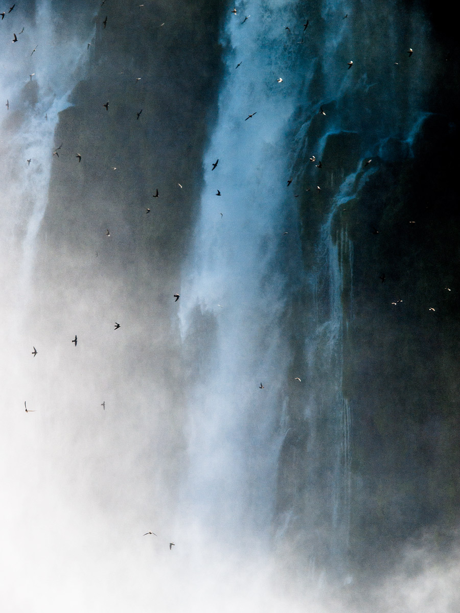 Detail of the flight of swifts in the waterfalls.