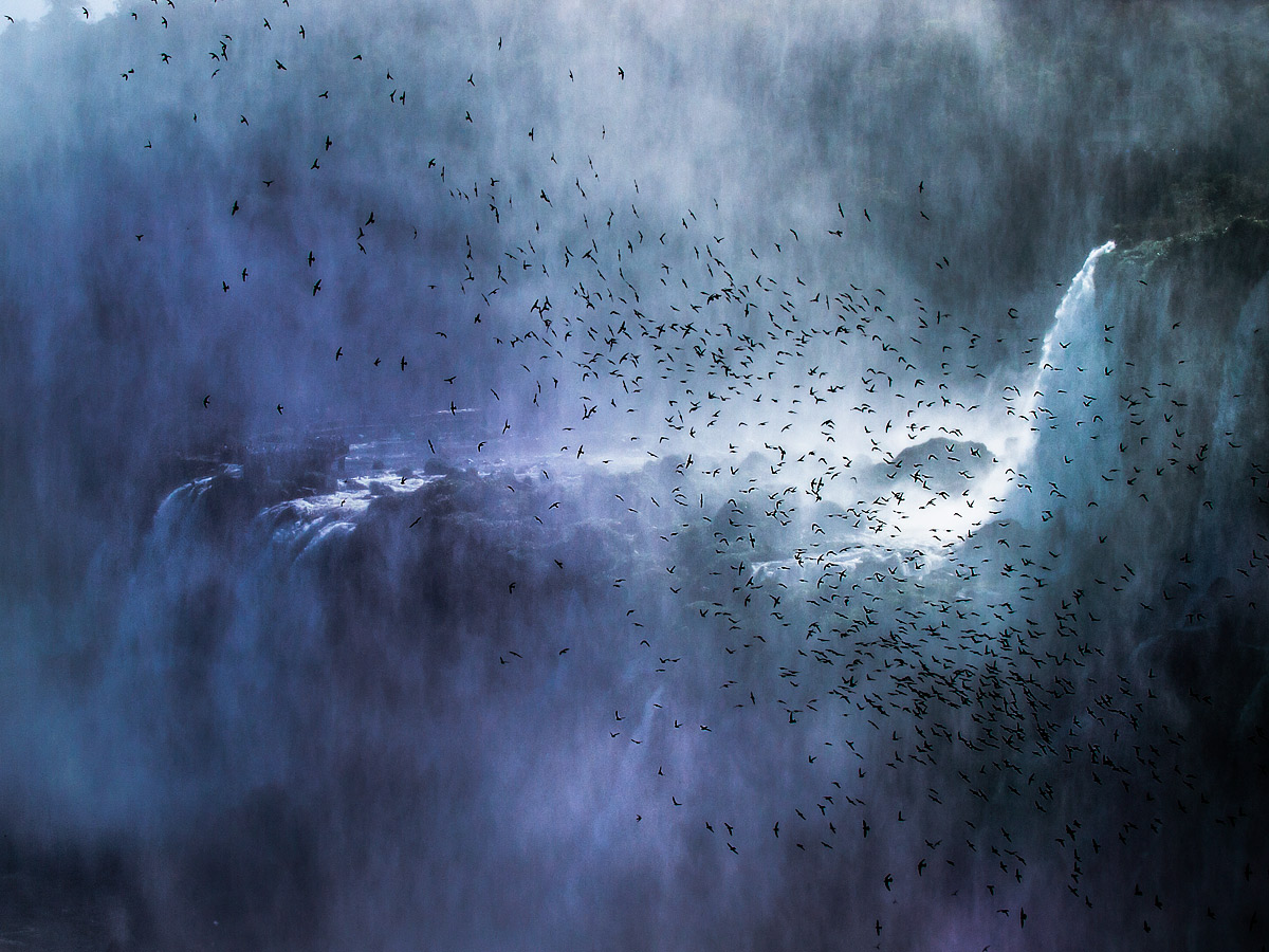 Swifts over the Iguazu waterfalls.