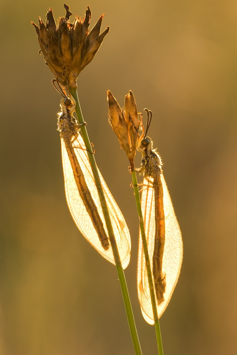 Myrmecaelurus trigrammus