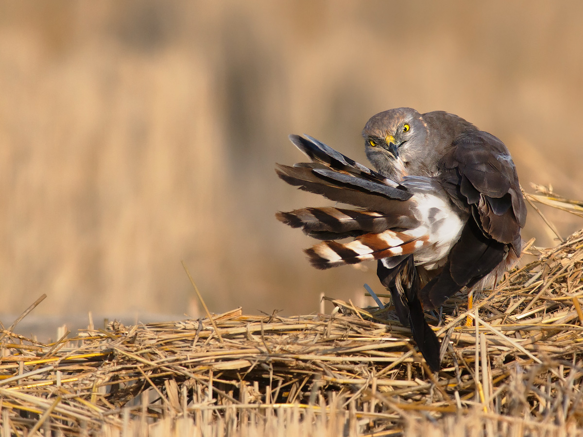 Cleaning morning for a male harrier.