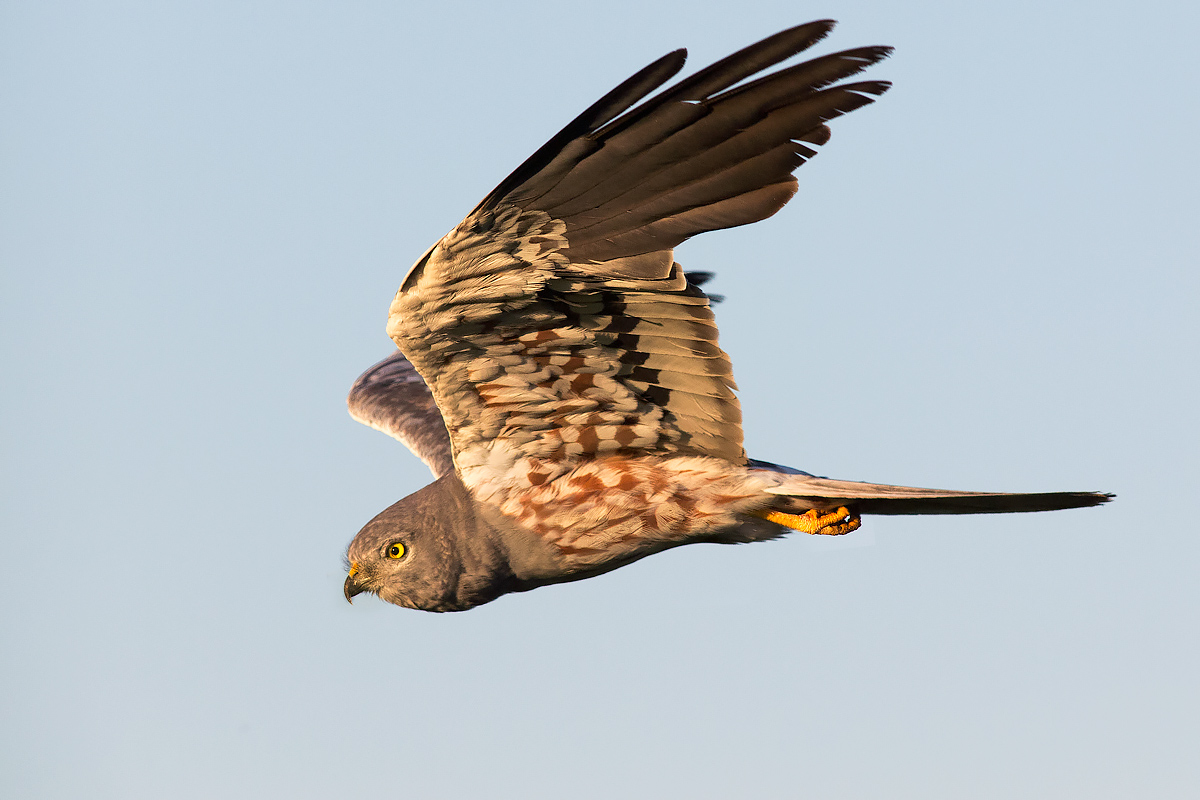 Incontri ravvicinati con l'albanella maschio.