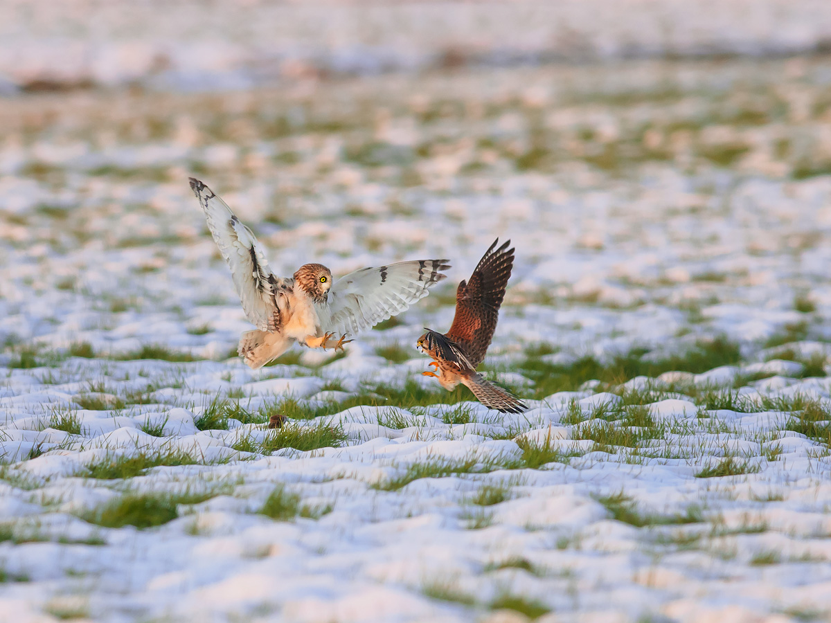 At the vole owl theft by a kestrel.