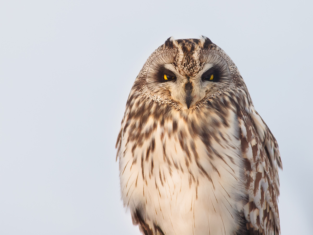 Ritratto di gufo di palude.