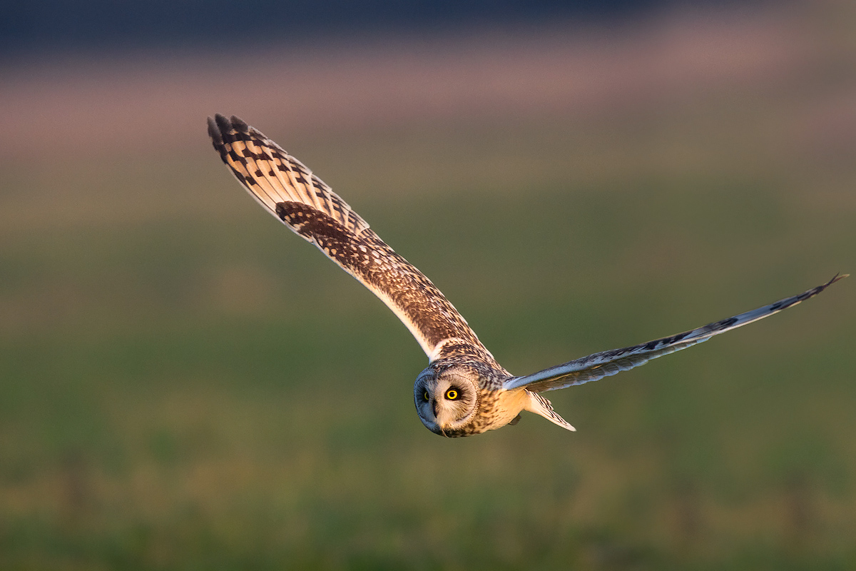 Flyby of the short-eared owl.