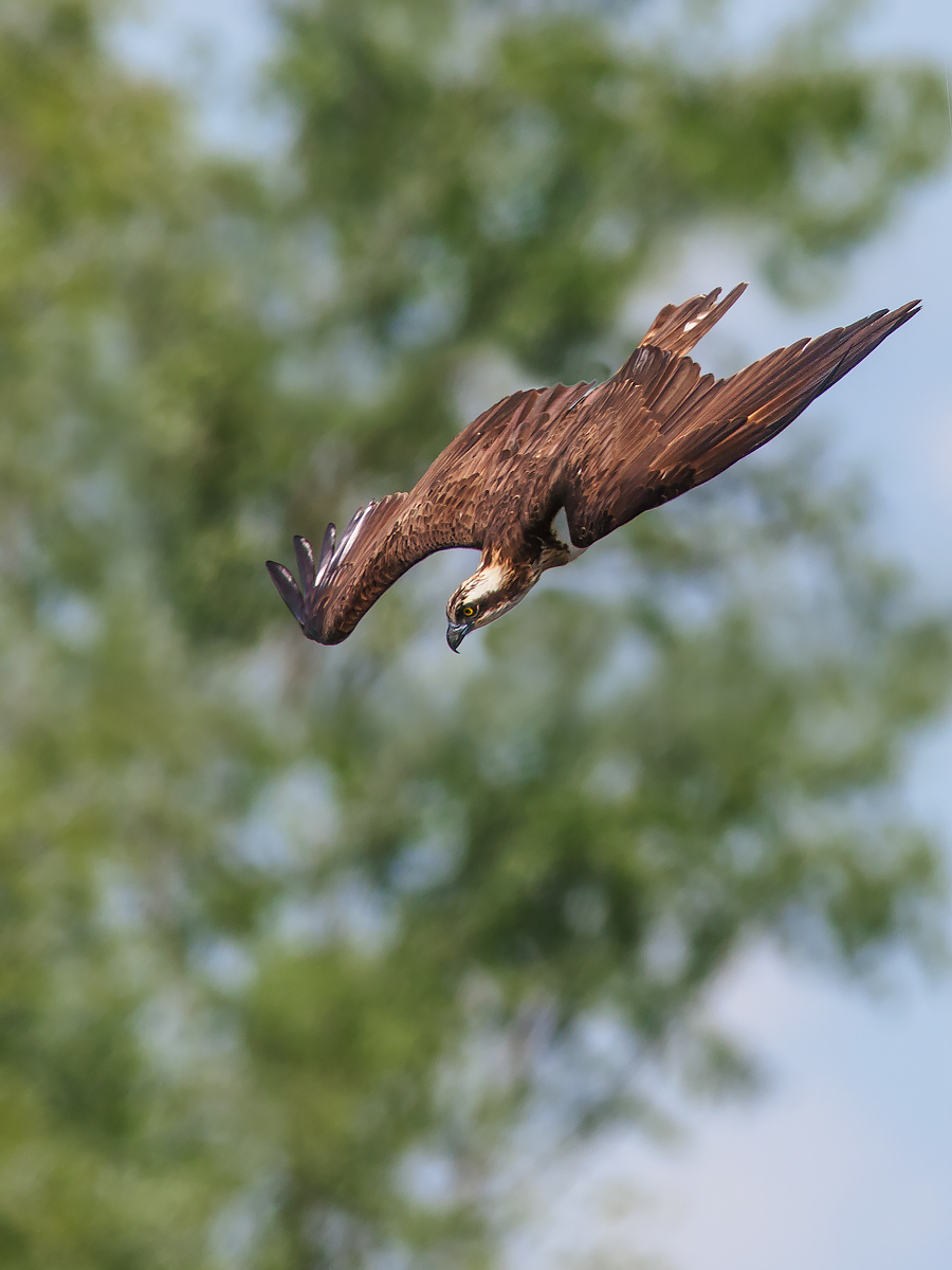 Osprey dive