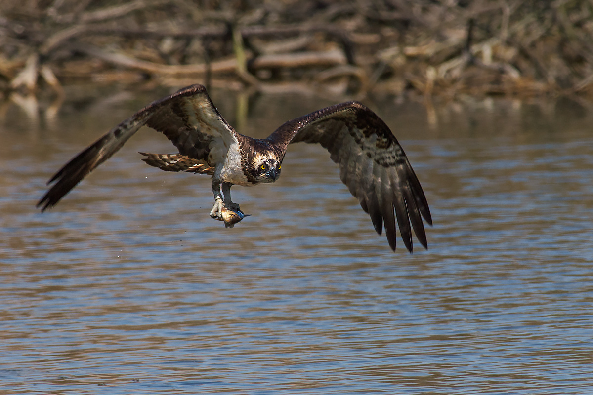 Falco pescatore con preda.