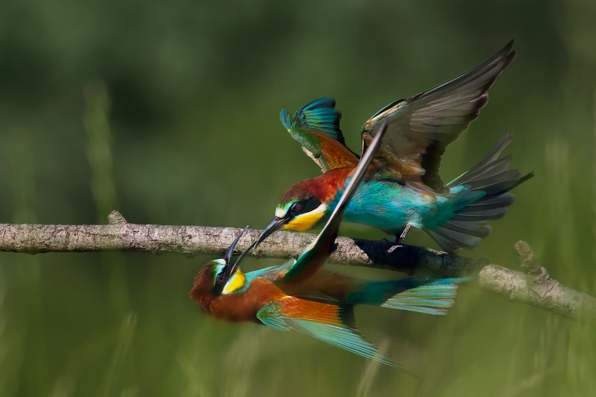 Combattimento tra gruccioni.