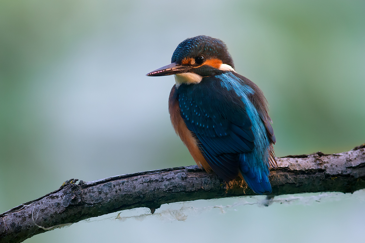 Bagnato dai primi raggi di luce.