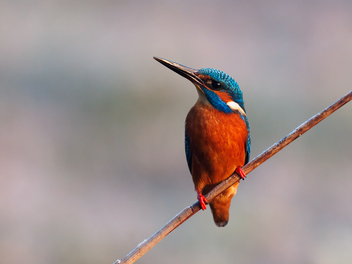 Laid out in the cold morning.