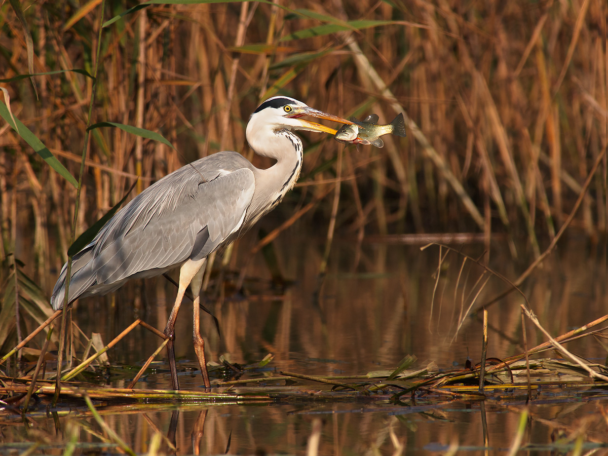 Grey heron with trophy fishing.
