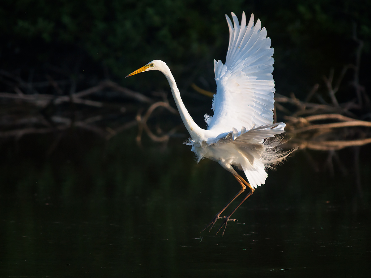 Great Egret hunting at the pond.