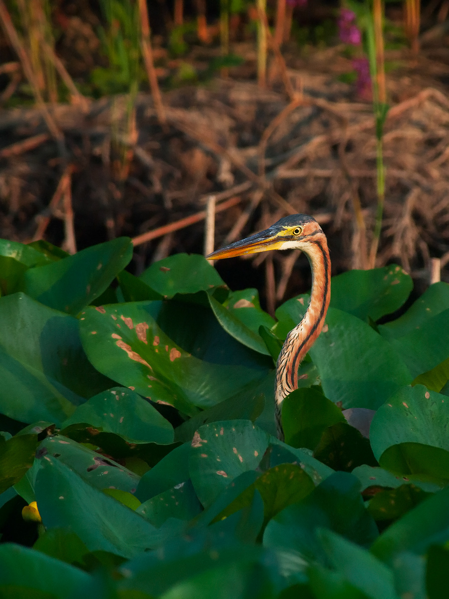 In mezzo alle foglie di nannufero.