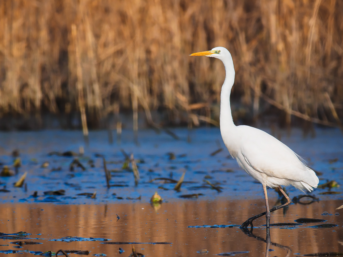 Walking in the swamp.